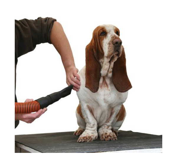 Dog Grooming